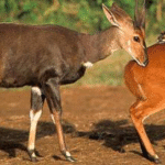 Aberdare national park