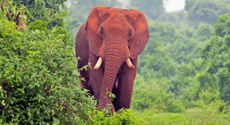 Aberdare national park