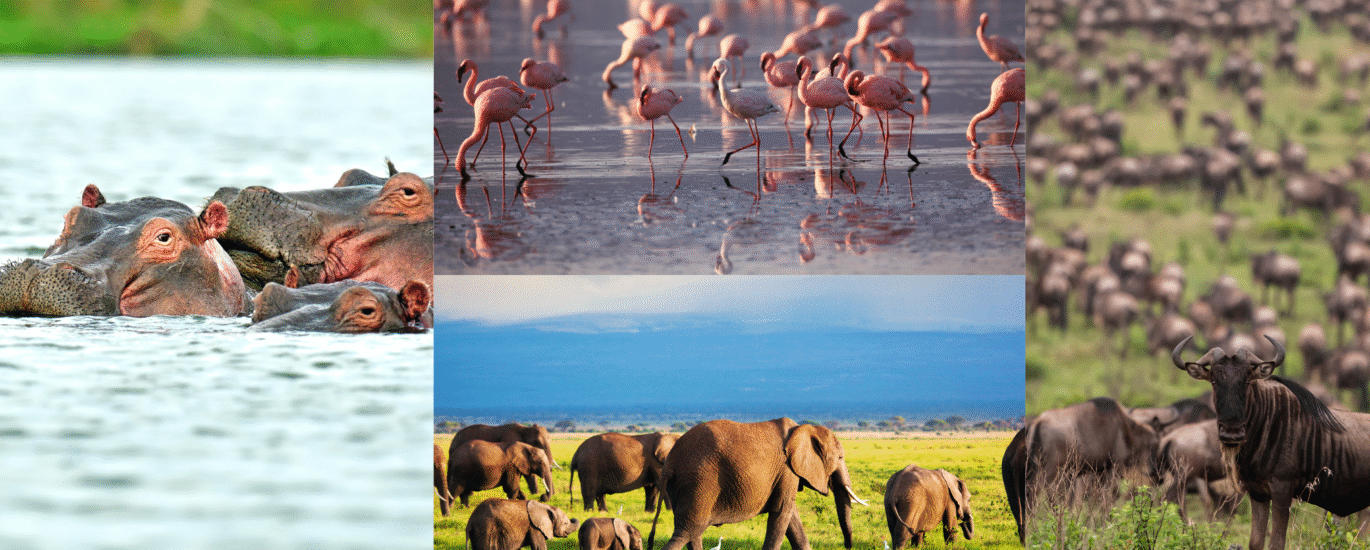 Amboseli, Naivasha, Nakuru & Masai Mara