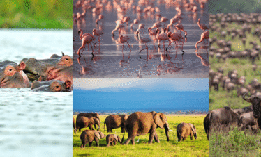 Amboseli, Naivasha, Nakuru & Masai Mara