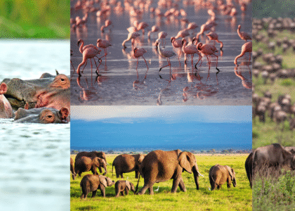 Amboseli, Naivasha, Nakuru & Masai Mara