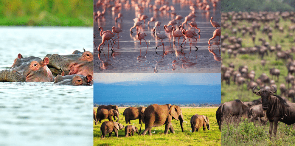 Amboseli, Naivasha, Nakuru & Masai Mara