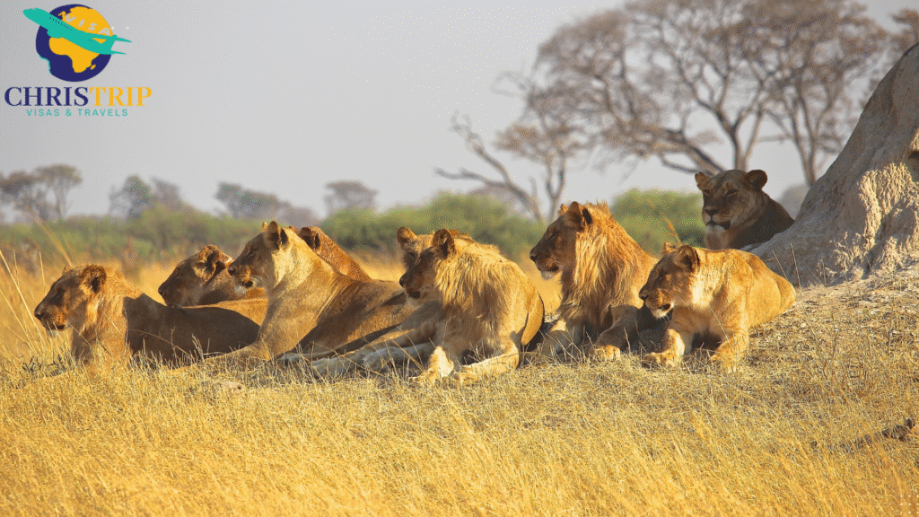 Amboseli national park