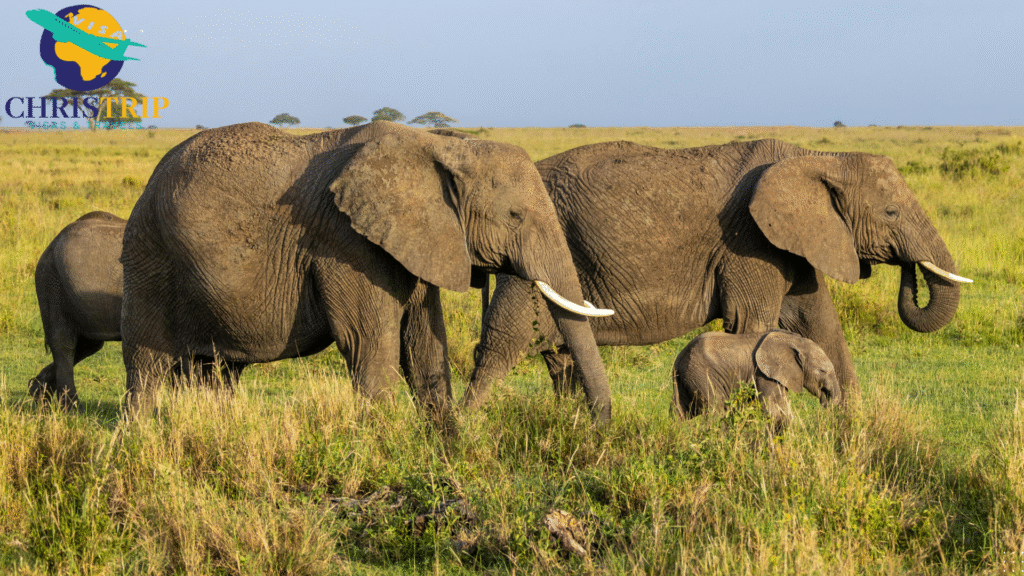 Amboseli national park
