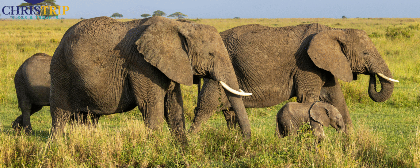Amboseli national park