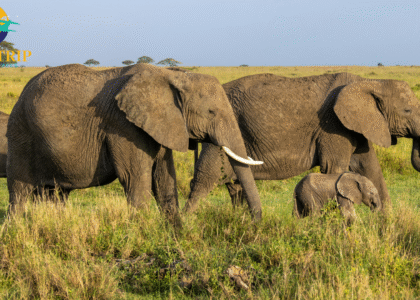 Amboseli national park
