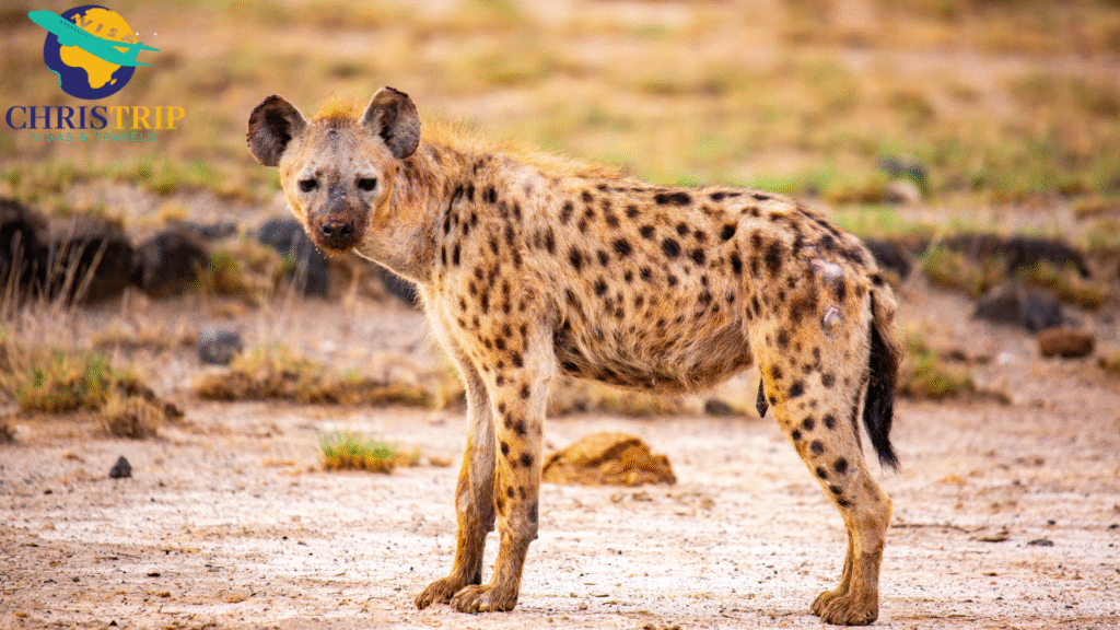 Amboseli national park
