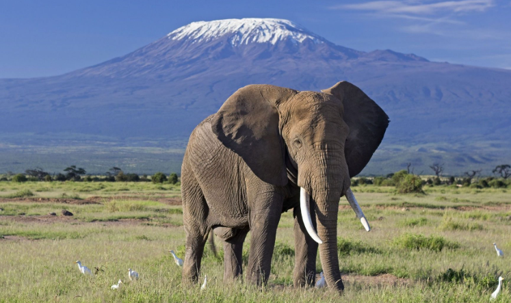 Amboseli national park