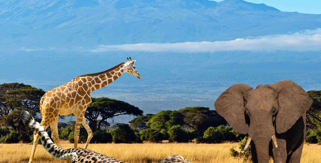 Best Amboseli Safari Companies in Kenya