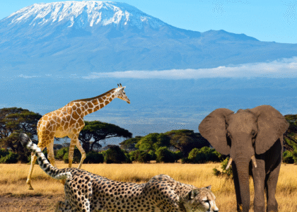 Best Amboseli Safari Companies in Kenya