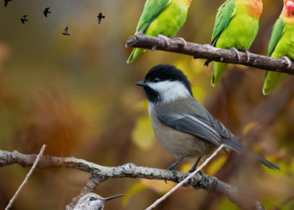 Best Birdwatching Destinations in Kenya
