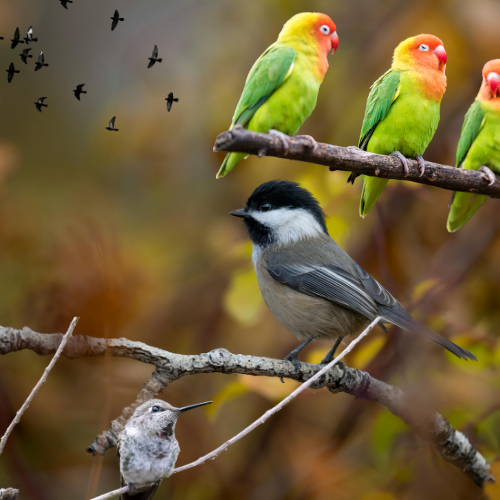 Best Birdwatching Destinations in Kenya