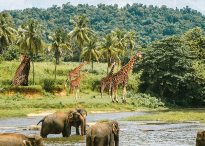 Best Safari Companies in Kenya