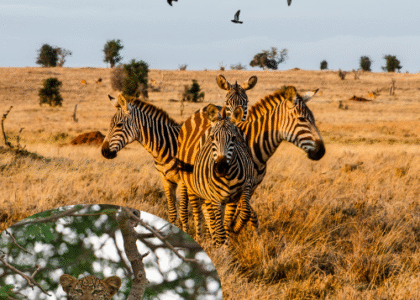 Best Tsavo Safari Companies in Kenya