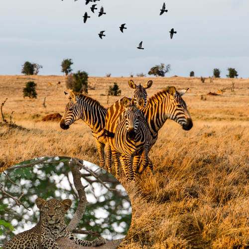 Best Tsavo Safari Companies in Kenya