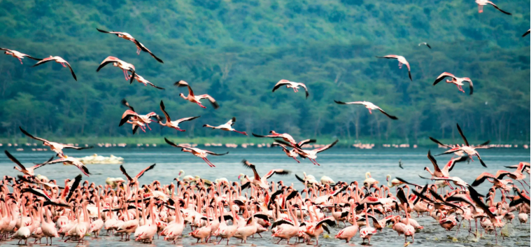 Lake Bogoria