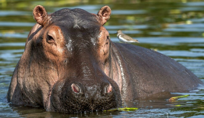 Lake Bogoria