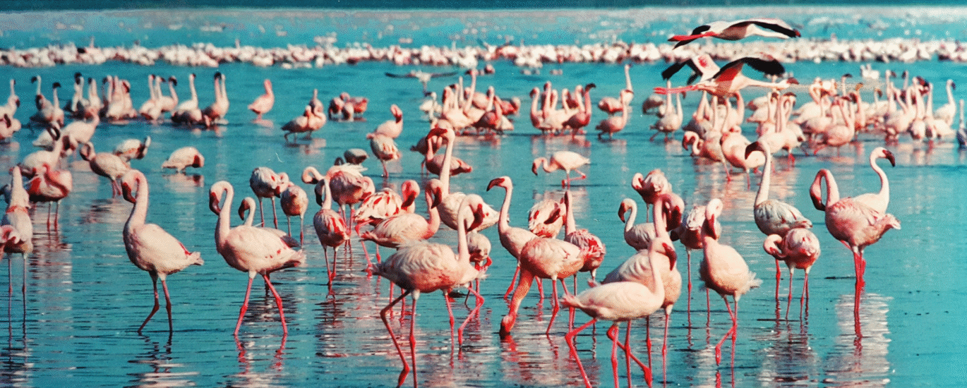 Lake Nakuru National Park