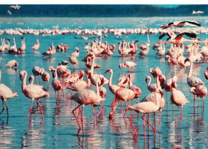 Lake Nakuru National Park