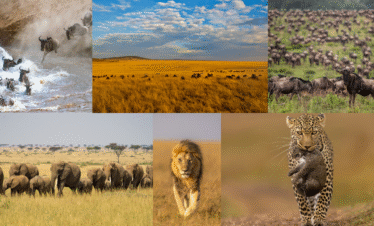 Maasai Mara safari package