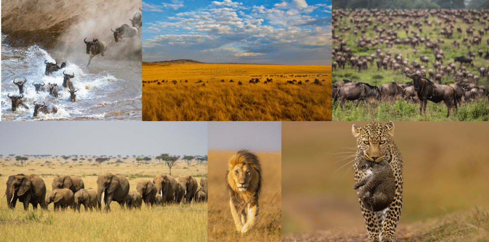 Maasai Mara safari package