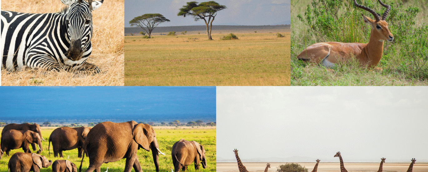 Amboseli Safari Packages