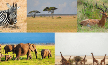 Amboseli Safari Packages