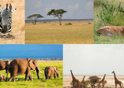 Amboseli Safari Packages