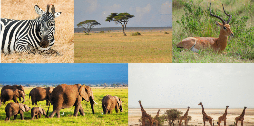 Amboseli Safari Packages