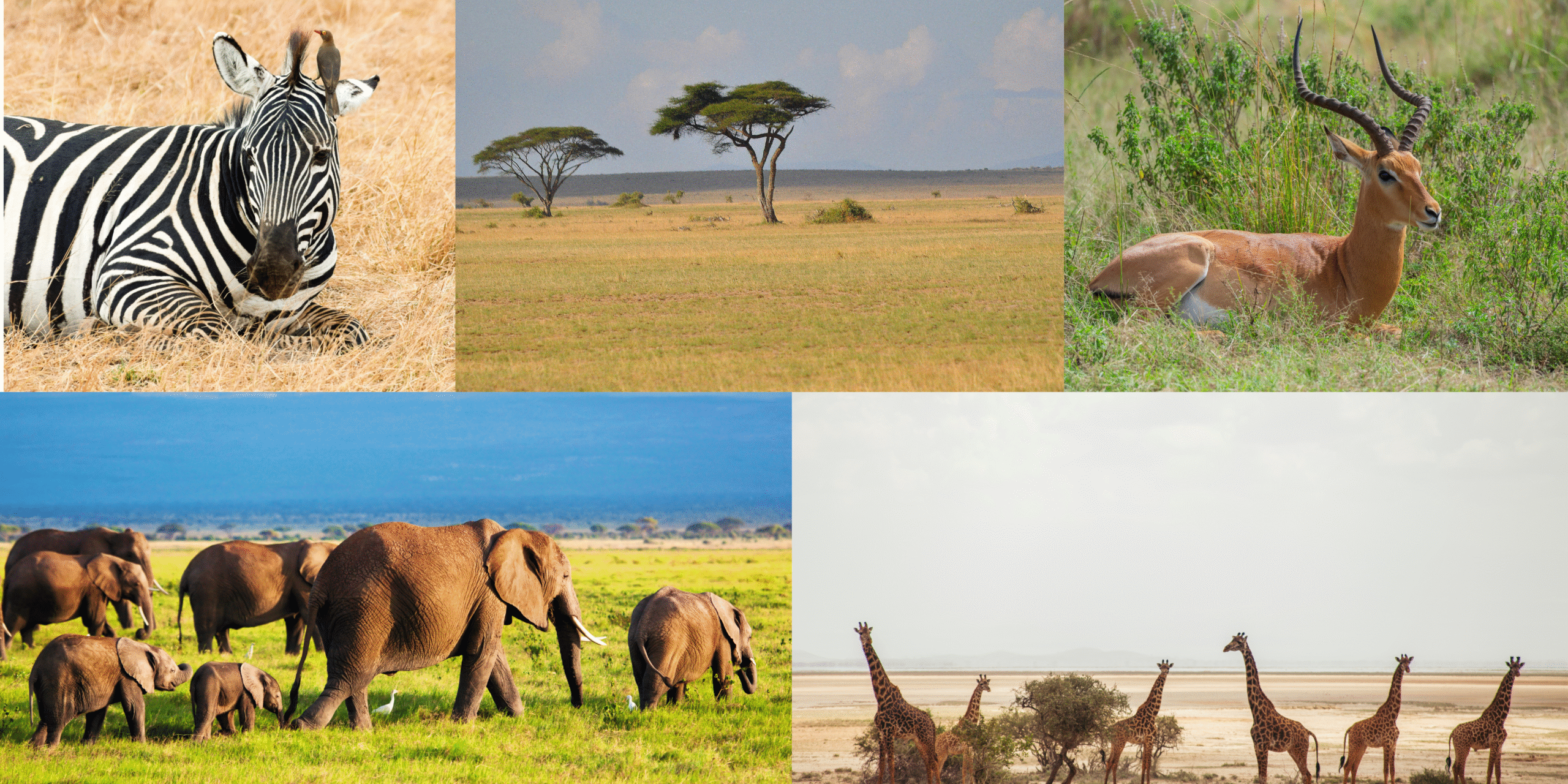 Amboseli Safari Packages