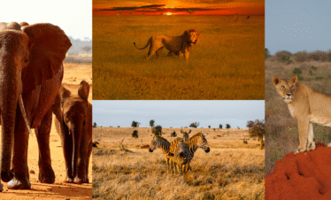 Tsavo safari packages