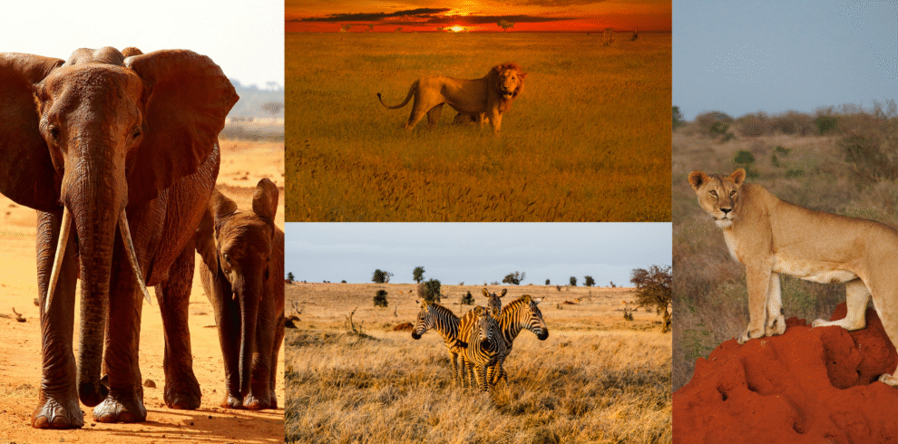 Tsavo safari packages