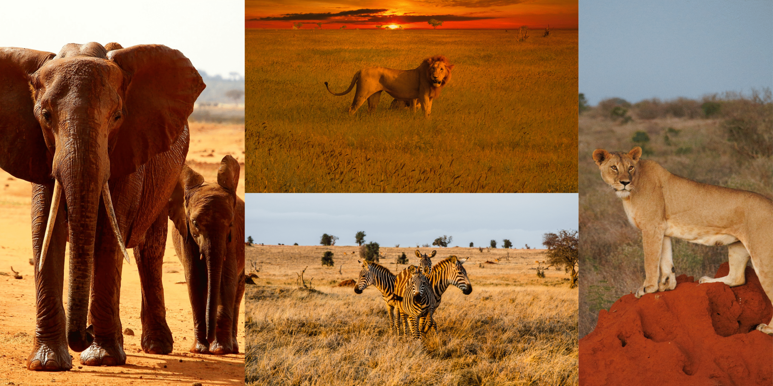 Tsavo safari packages
