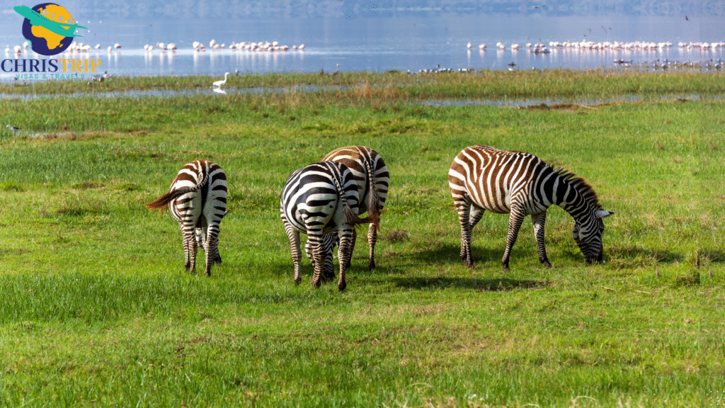 Lake nakuru national park