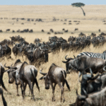 Maasai Mara