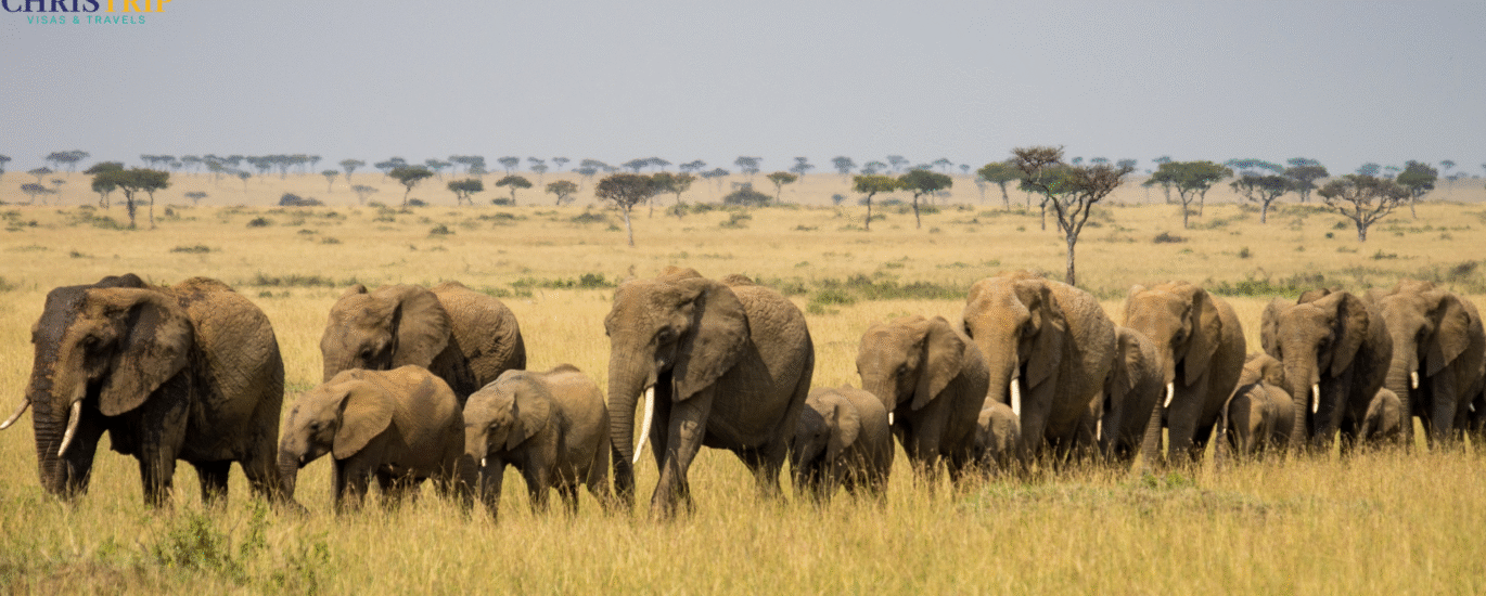 Maasai Mara Elephants