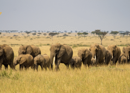Maasai Mara Elephants