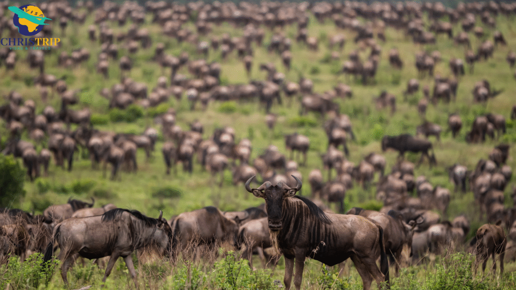 Maasai Mara Wildebeest