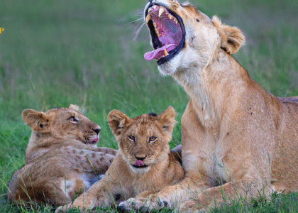Serengeti National Park