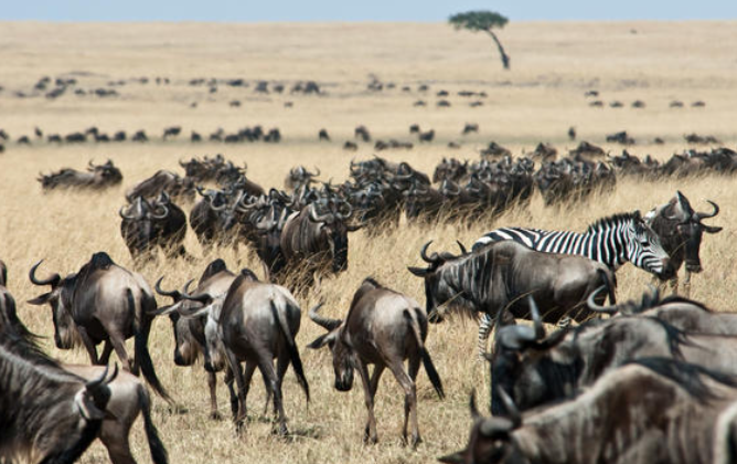 Maasai Mara