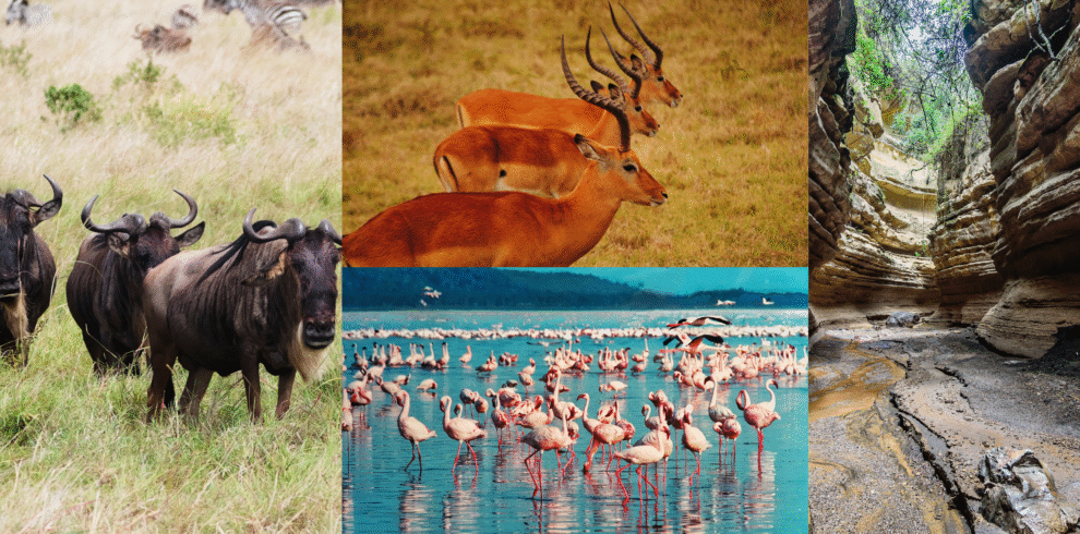 Masai Mara, Lake Nakuru & Hell’s Gate safari packages