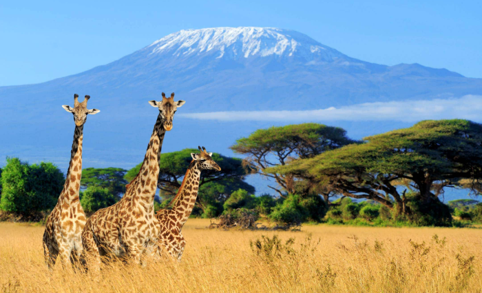 Mt Kilimanjaro views