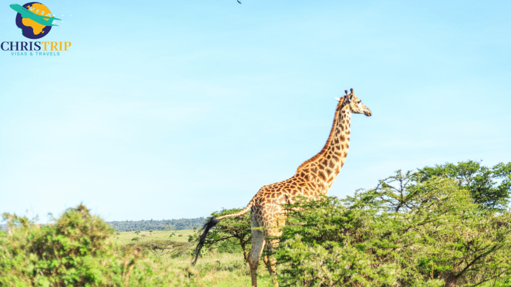 Nairobi National Park