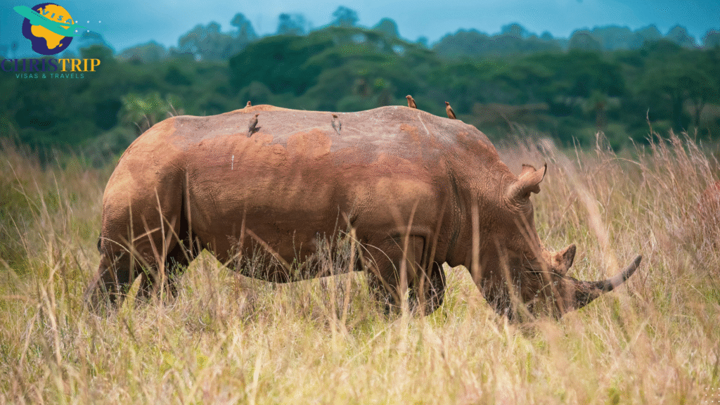 Nairobi National Park