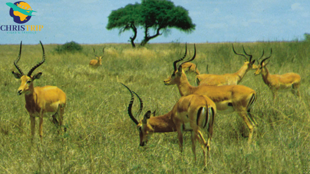 Nairobi National Park