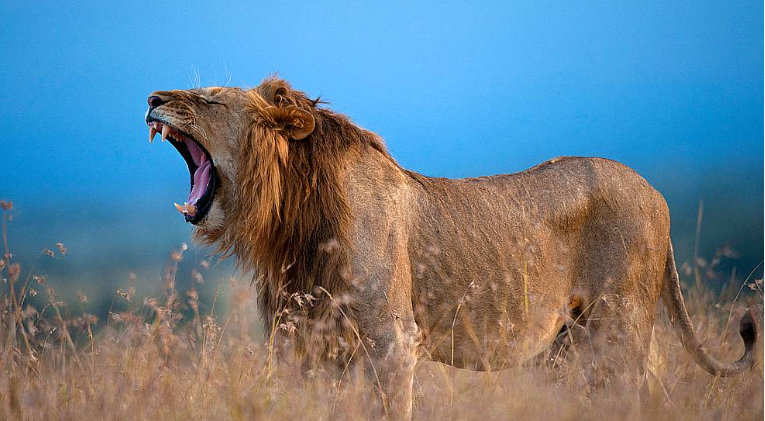 Ol pejeta Conservency