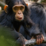 Ol pejeta Conservency
