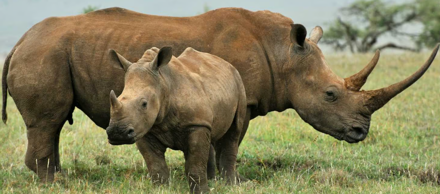 Ol pejeta Conservency