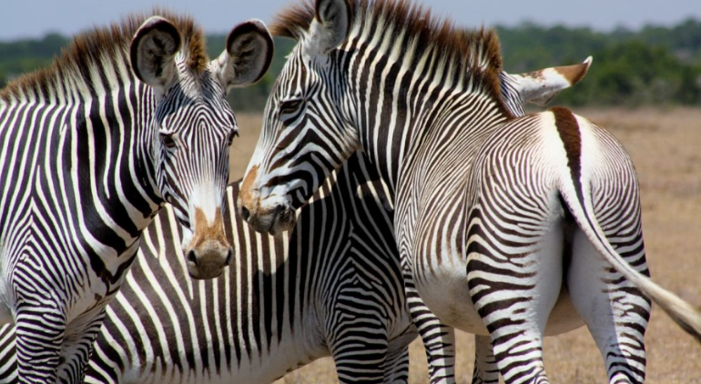 Ol pejeta Conservency