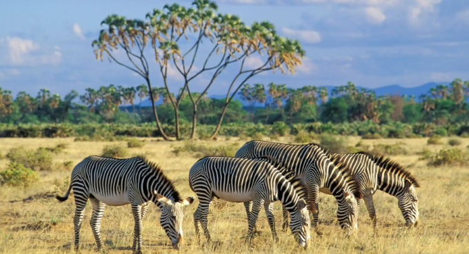 Samburu National Reserve special zebras